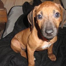 Rhodesian ridgeback Ellemosens U.S Ebba ( Leika )