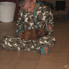 Rhodesian ridgeback Ellemosens U.S Ebba ( Leika )