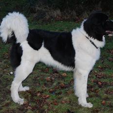 Landseer Luffe