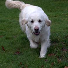 Golden retriever Thea