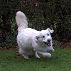 Golden retriever Thea