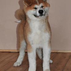Akita inu Harou Go