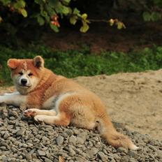 Akita inu Harou Go