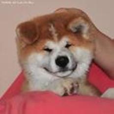 Akita inu Harou Go