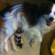 Phalene Frk. Friis' Ofelia