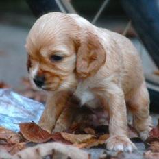 Blanding af racer Bello