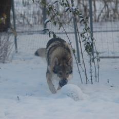 Tjekkoslovakisk ulvehund Kazan