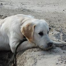 Golden retriever Baloo
