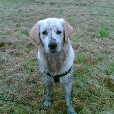 Golden retriever Baloo