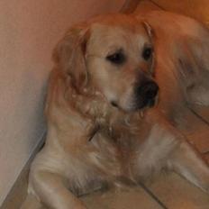 Golden retriever Baloo