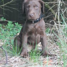 Blanding af racer Balder