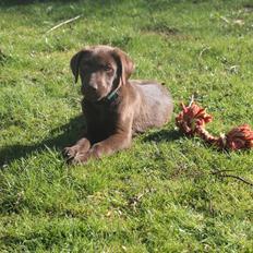 Blanding af racer Balder