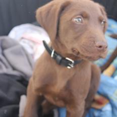 Blanding af racer Balder