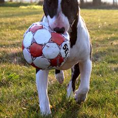 Bullterrier Budda