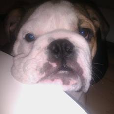 Engelsk bulldog Eddie