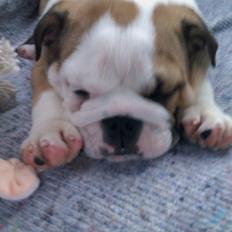 Engelsk bulldog Eddie