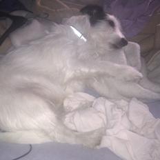 Blanding af racer Vaks *HIMMELHUND* <3