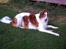 Borzoi Konstantin