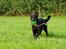 Beauceron Woodt Light Blance