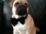 Mops Pascal - Mops... James Mops...
