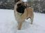 Mops Pascal - YES