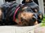 Rottweiler Mollie<3 |Molsen|<3 R.I.P Min trold..<3