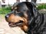 Rottweiler Mollie<3 |Molsen|<3 R.I.P Min trold..<3 - Jeg elsker dig Mollie!<3<3<3<3<3<3<3<3<3<3