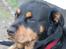 Rottweiler Mollie<3 |Molsen|<3 R.I.P Min trold..<3