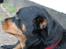 Rottweiler Mollie<3 |Molsen|<3 R.I.P Min trold..<3