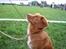 Nova scotia duck tolling retriever Malou - Malou lige efter at have været i ringen! Dygtig hund!