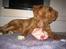 Nova scotia duck tolling retriever Malou - Guf guf ;D