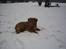 Nova scotia duck tolling retriever Malou - Der ligger hun da meget godt ;)