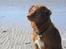 Nova scotia duck tolling retriever Malou - Hej og velkommen til Malous profil