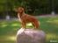Nova scotia duck tolling retriever Malou - Malou! Malou'en over alle Malou'er!