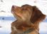 Nova scotia duck tolling retriever Malou - Malou i sneen