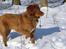Nova scotia duck tolling retriever Malou - Tøssen i sneen