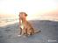 Nova scotia duck tolling retriever Malou - Haha! Herligt billede!