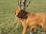 Nova scotia duck tolling retriever Malou - Til trænning(: