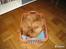 Nova scotia duck tolling retriever Malou - SÅ! Blev man træt!
