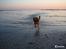 Nova scotia duck tolling retriever Malou - Taaaak fordi at i kiggede med! :D
