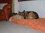 Schæferhund Team Paka´s First Fancy - Fancy og Måne sover til middag.