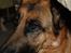Schæferhund Team Paka´s First Fancy - Øjne siger alt...