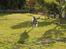 Bearded collie Savoy[Shetlanas Inside Player]