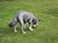 Bearded collie Savoy[Shetlanas Inside Player]