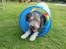 Bearded collie Savoy[Shetlanas Inside Player]