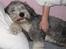 Bearded collie Savoy[Shetlanas Inside Player]