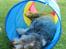 Bearded collie Savoy[Shetlanas Inside Player]