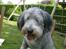 Bearded collie Savoy[Shetlanas Inside Player]
