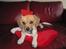 Blanding af racer Beagle/Shih tzu Mailo - Mailo synger en julesang. 5 mdr.