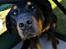 Beauceron Satchmo`s Yappi